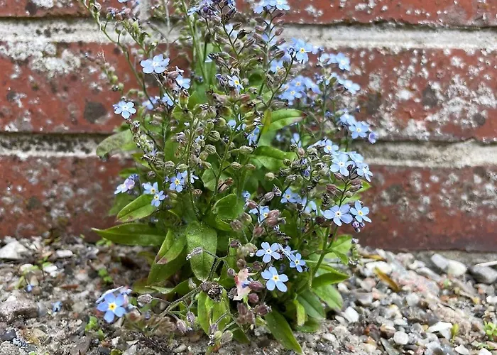 Lägenhet Luett Dagebüll